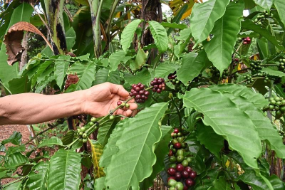Giá cà phê arabica tăng gần gấp đôi và robusta tăng 63% trong 1 năm trở lại đây.