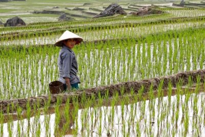Sản lượng gạo xuất khẩu của Việt Nam có thể chỉ đạt 6 triệu tấn trong năm nay.