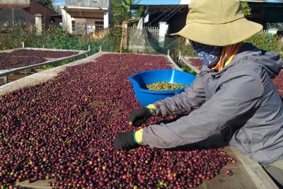 Lượng xuất khẩu cà phê của Việt Nam trong niên vụ 2021-2022 tăng 19,1% so với niên vụ trước.