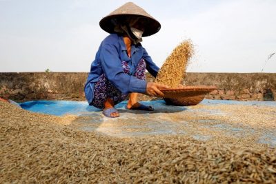 Việt Nam và Thái Lan chiếm khoảng 26% xuất khẩu gạo toàn cầu.