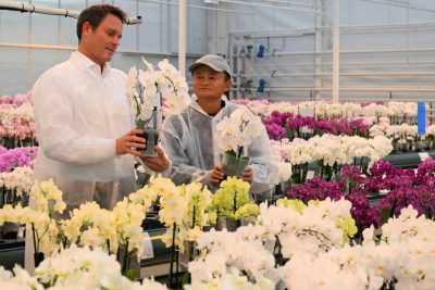 Ông Ma ở một công ty trồng hoa ở Hà Lan – một trong số những quốc gia mà ông từng đến kể từ khi bất đồng với chính quyền Trung Quốc.