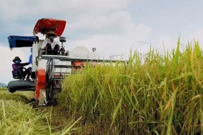 Giá lúa trong nước đã tăng 50% lên mức cao nhất trong lịch sử.