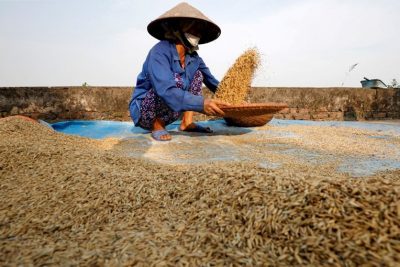 Nông dân trồng lúa ở Việt Nam và Thái Lan tăng giá bán sau khi giá gạo tăng mạnh trên thị trường thế giới.