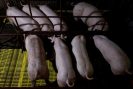 Dịch tả lợn châu Phi đã tàn phá các trang trại lợn trên thế giới.